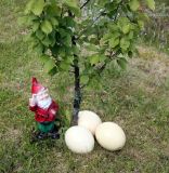 IMG_8225.JPG