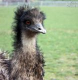 Emu.JPG