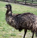 Emu1.JPG