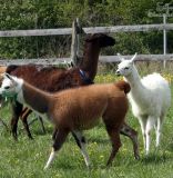 Lama2.JPG